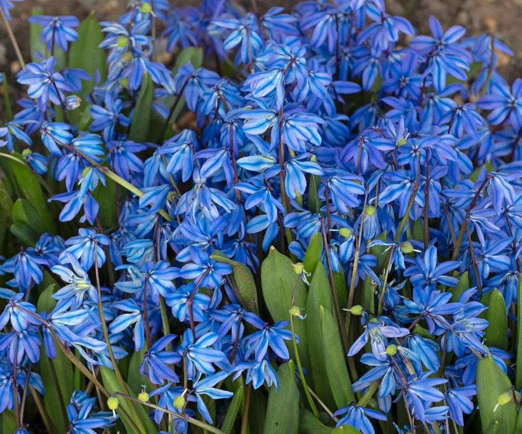 Best spring bulbs to plant in fall 13 for a top display Homes & Gardens