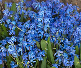 Vivid blue flowers of Scilla, or squill