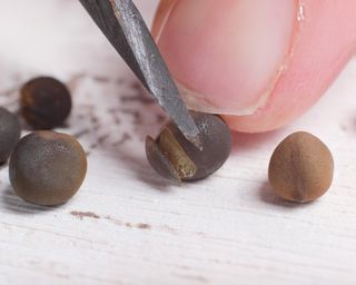 Nicking seeds to scarify them