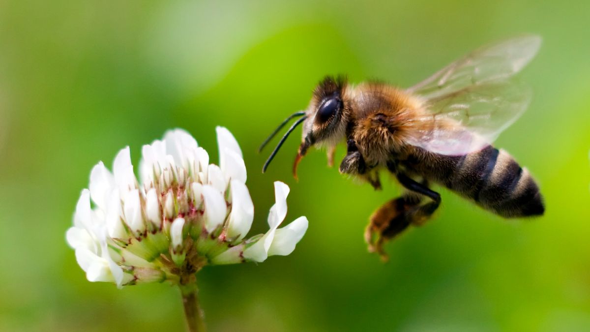 Here we see a honey bee in flight, collecting pollen at a white flower.