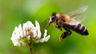 Here we see a honeybee in flight, collecting pollen at a white flower.