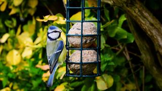 Blue tit eating fat balls in bird feeder