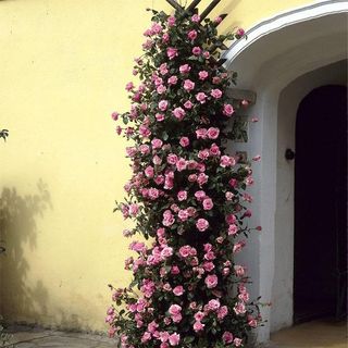 Zephirine Drouhin Climbing Rose Shrub