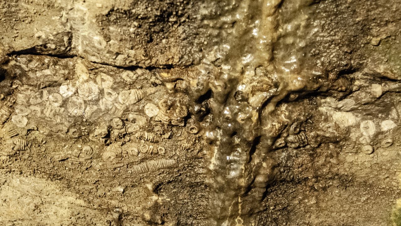 Limestone wall featuring very old fossils