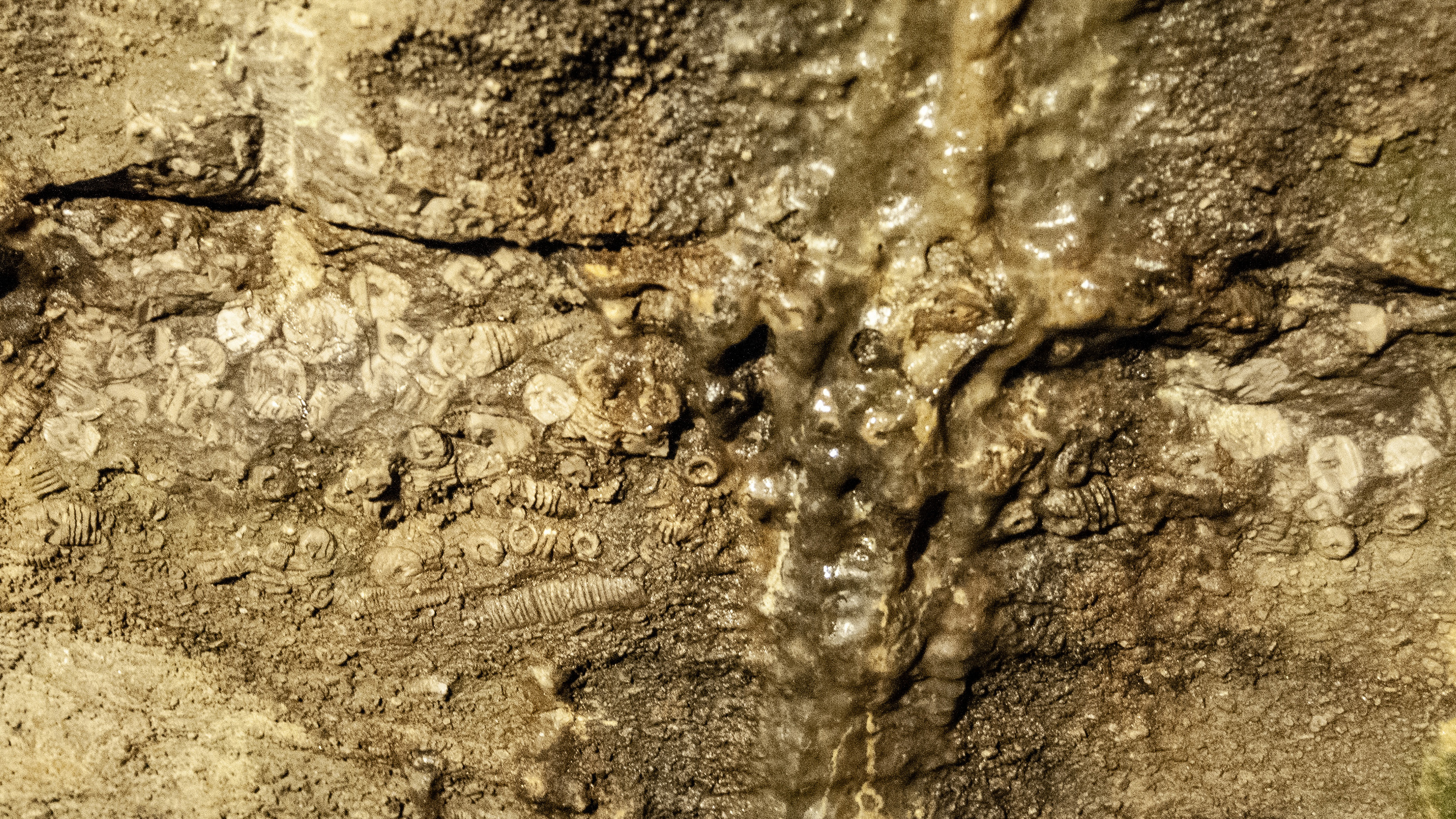 Limestone wall featuring very old fossils