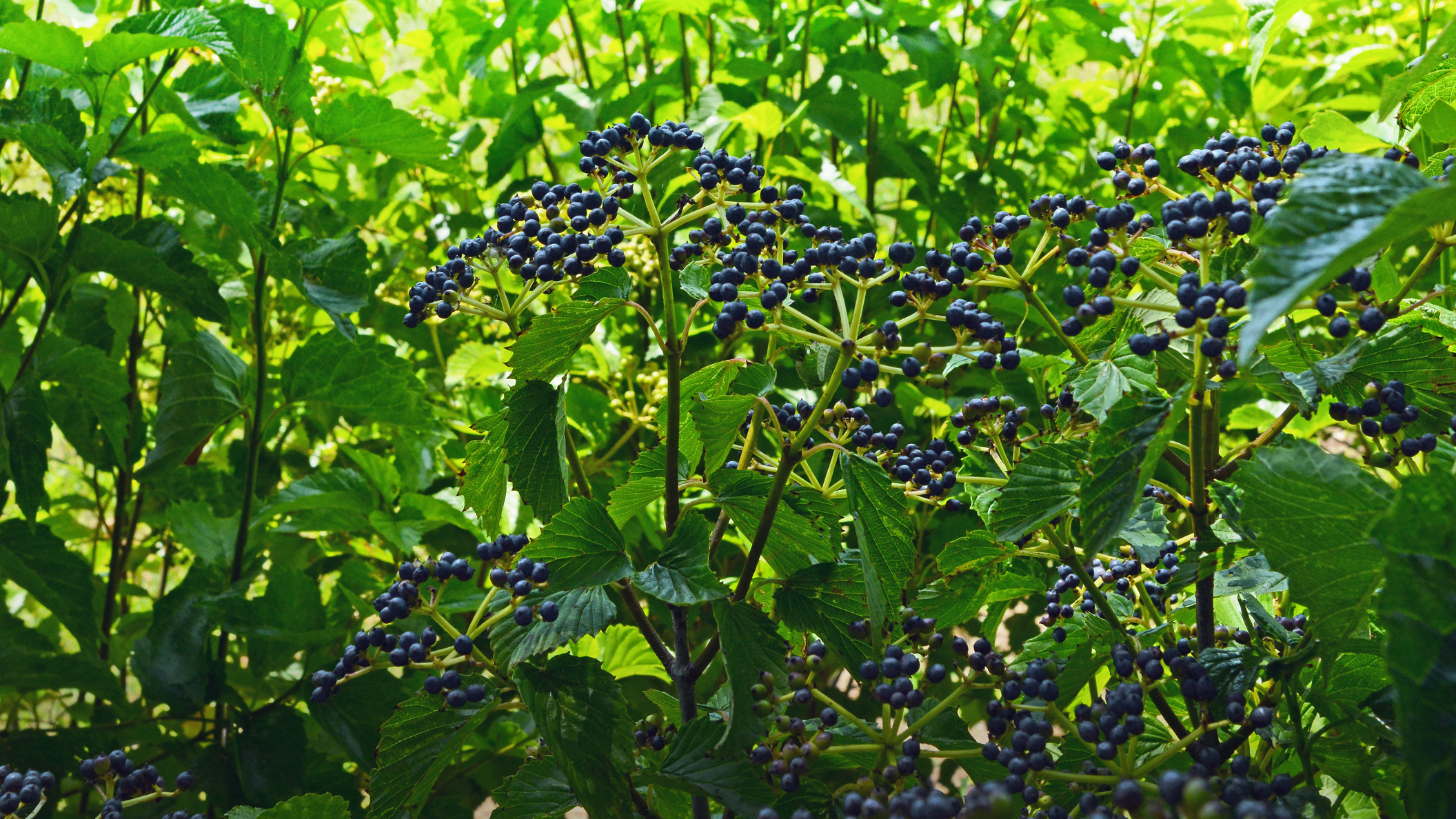 Garden berries in the yard