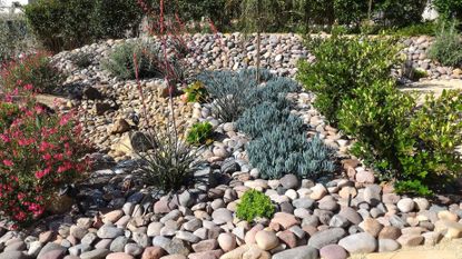 Plant And Rock Garden