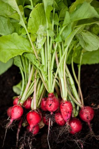 Radishes that have just been picked