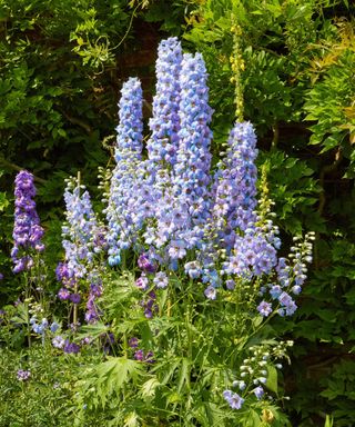 Blue Delphiniums in an herbaceous border at Waterperry Gardens