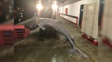 The rare Greenland shark being moved after it stranded in Cornwall.