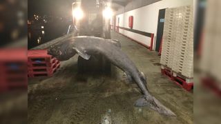 The rare Greenland shark after it was recovered following its stranding in Cornwall.
