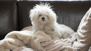 Dishevelled bichon frise waiting for owner to return home