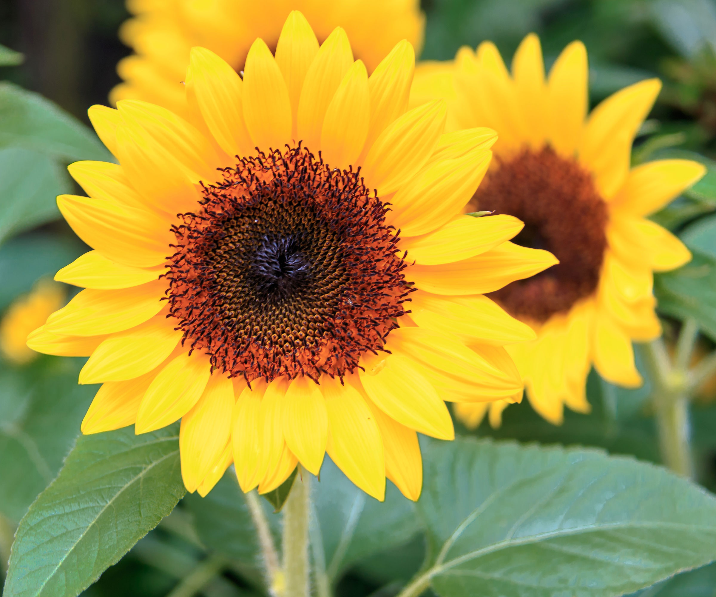dwarf sunflowers with large flowering heads