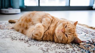 Ginger cat lying on rug