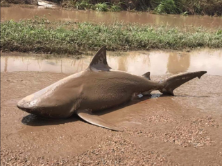 street-shark-cyclone-debbie