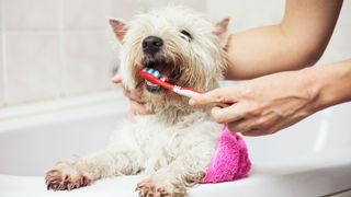 Dog getting teeth brushed in the bath