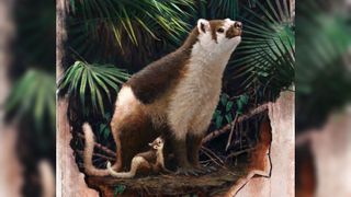 drawing of two fluffy mammals with brown and white markings, long tails and hand-like appendages; a small juvenile is standing alongside a large adult in a forest