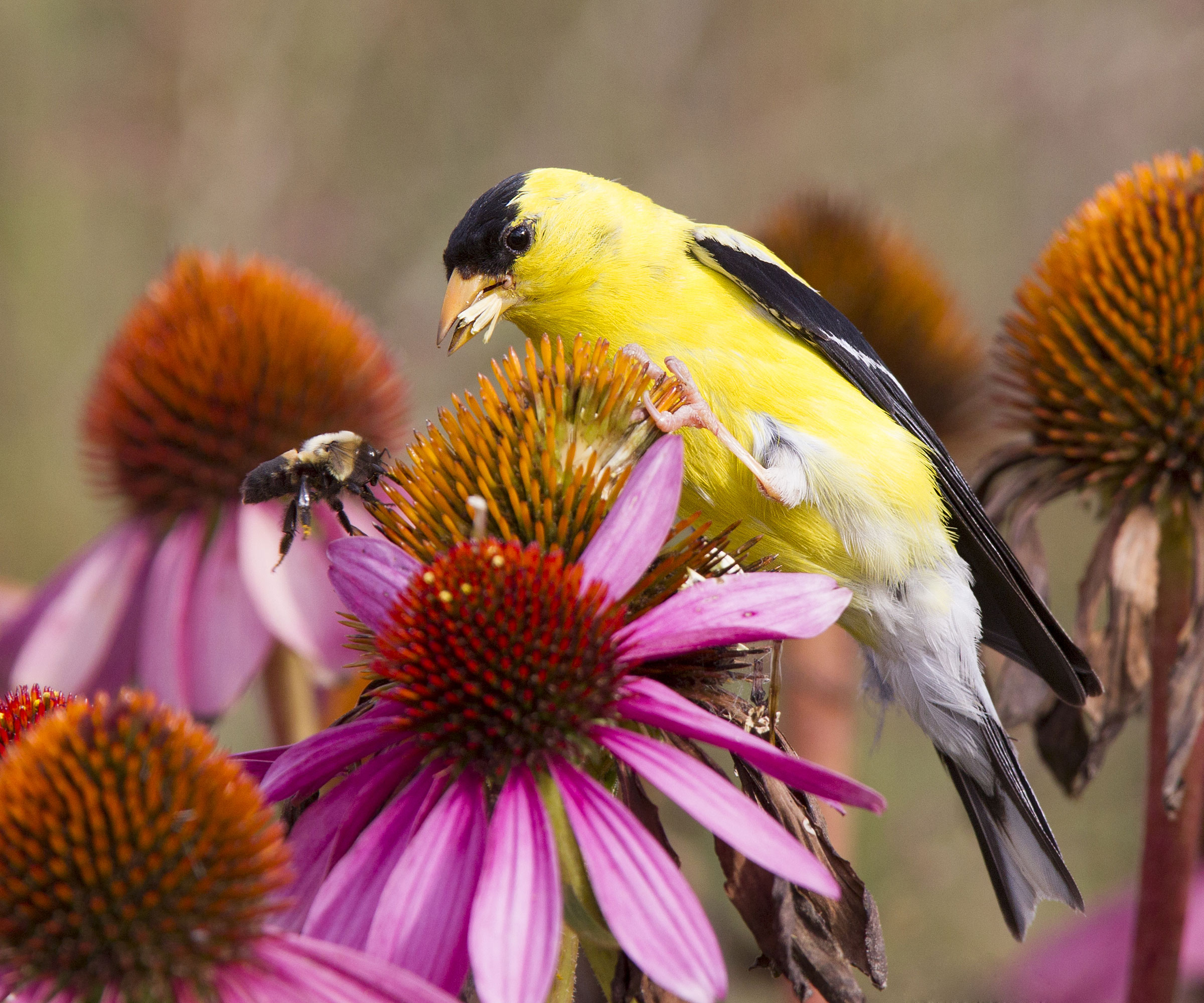 American goldfinch eating seeds from pink coneflowers