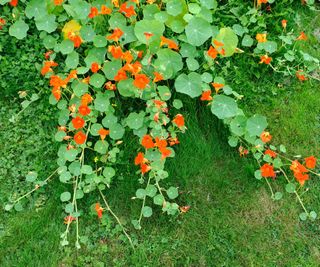 Fiori arancioni e foglie tonde di Nasturzio ricadente che fanno un effetto a cascata da un'aiuola.