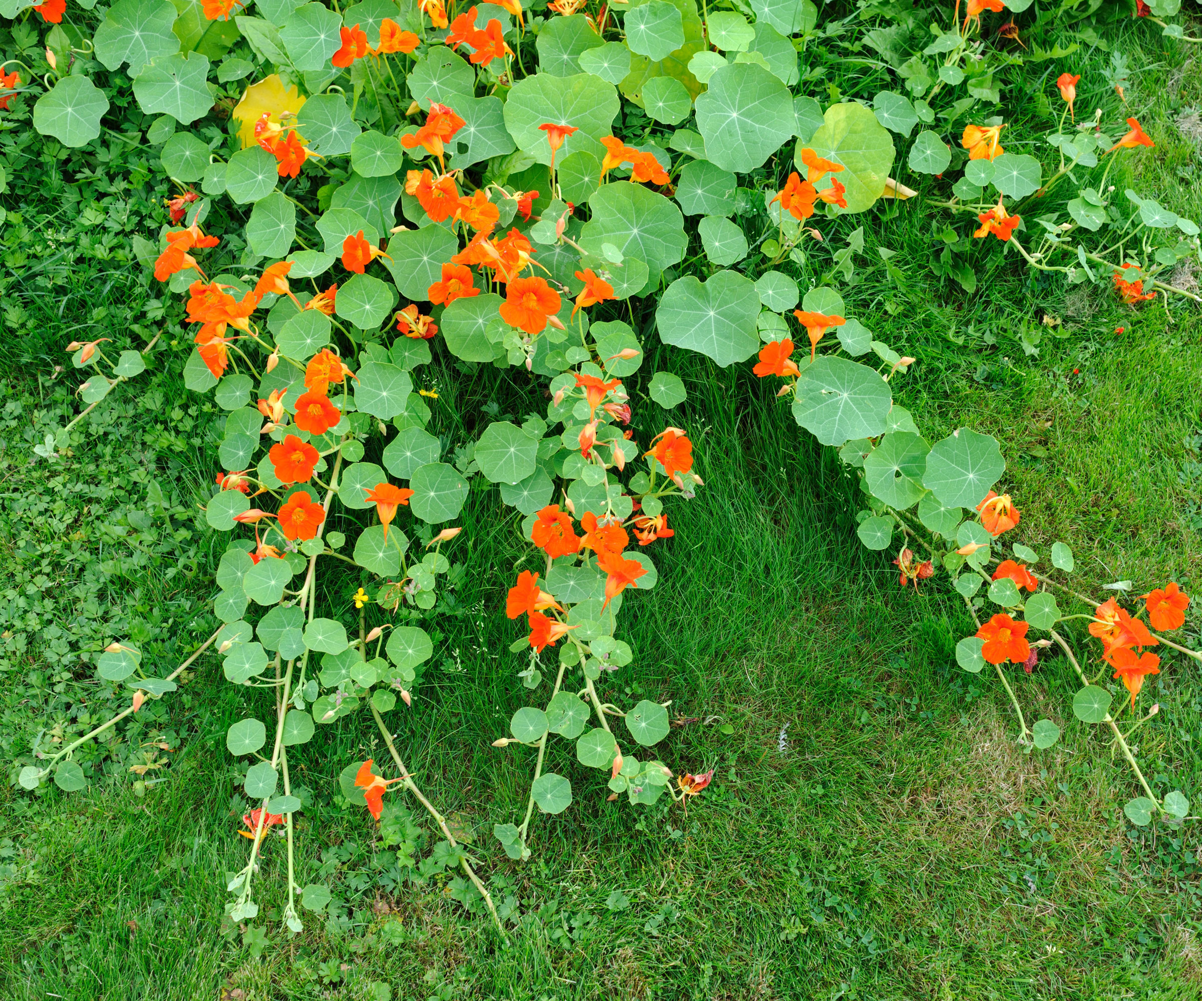 trailing nasturtium plant cascading on ground with orange flowers