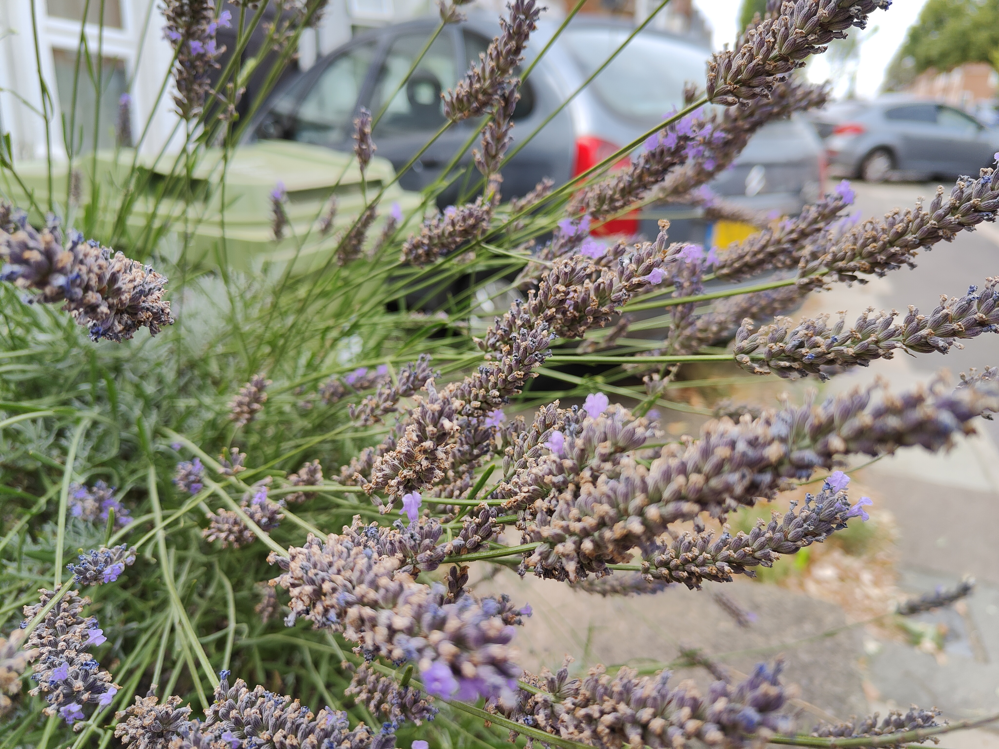 A photo captured on the OnePlus 10T