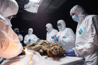 mummified wolf on a table surrounded by scientists