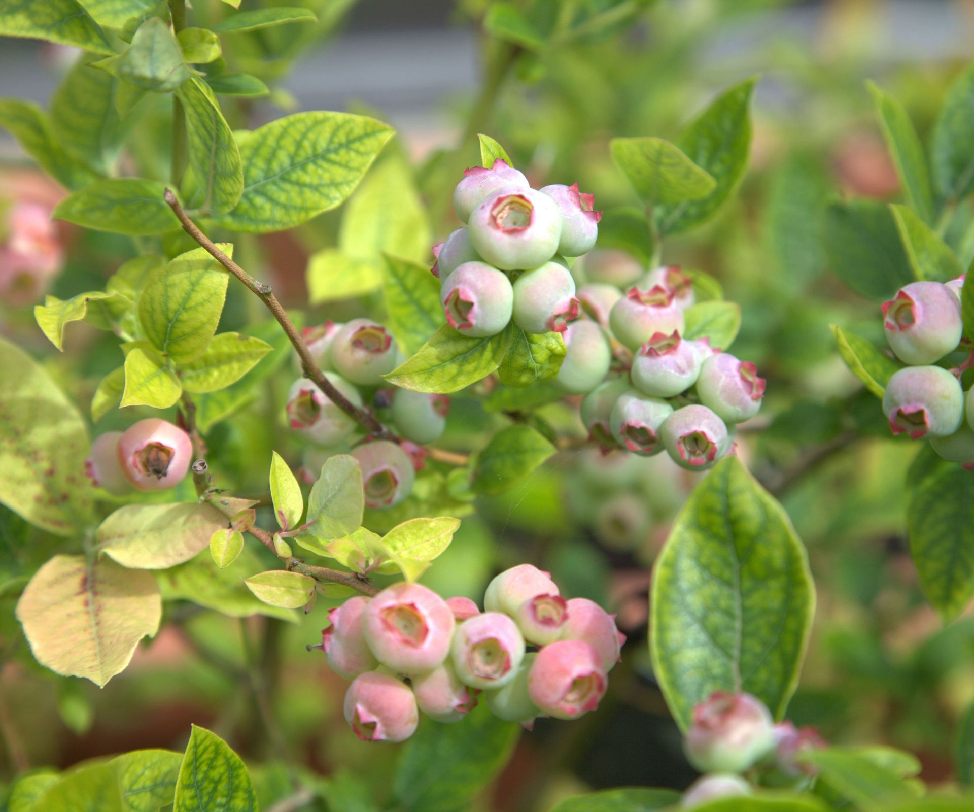 blueberry shrub with signs of chlorosis