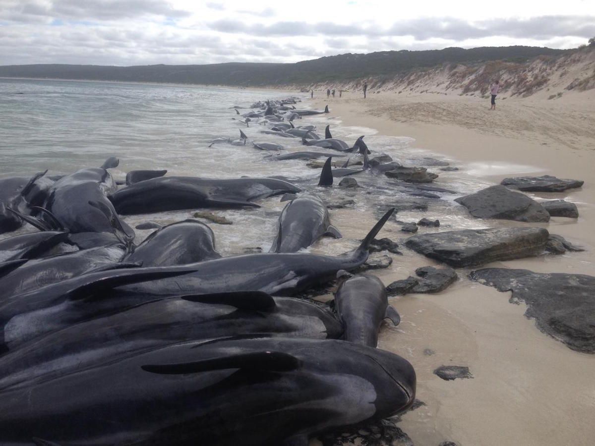 short-finned pilot whales stranding