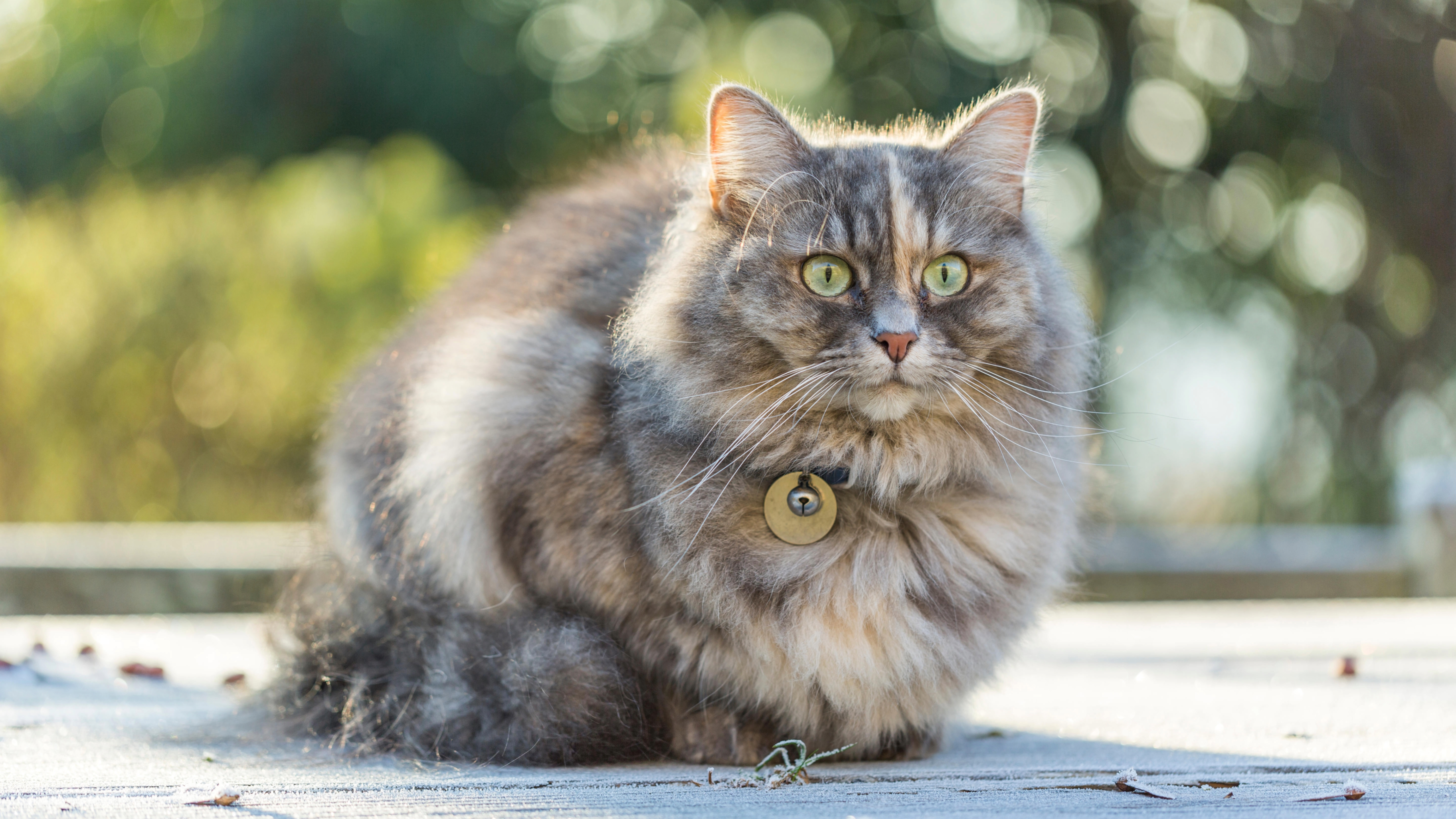 Siberian Forest Cat