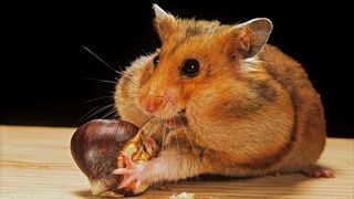 A photo of a golden hamster stuffing its cheeks with a chestnut