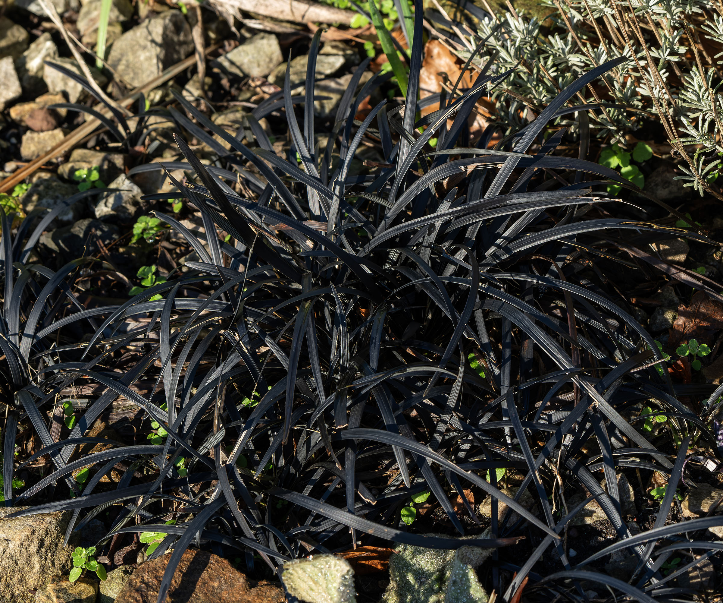 Black mondo grass