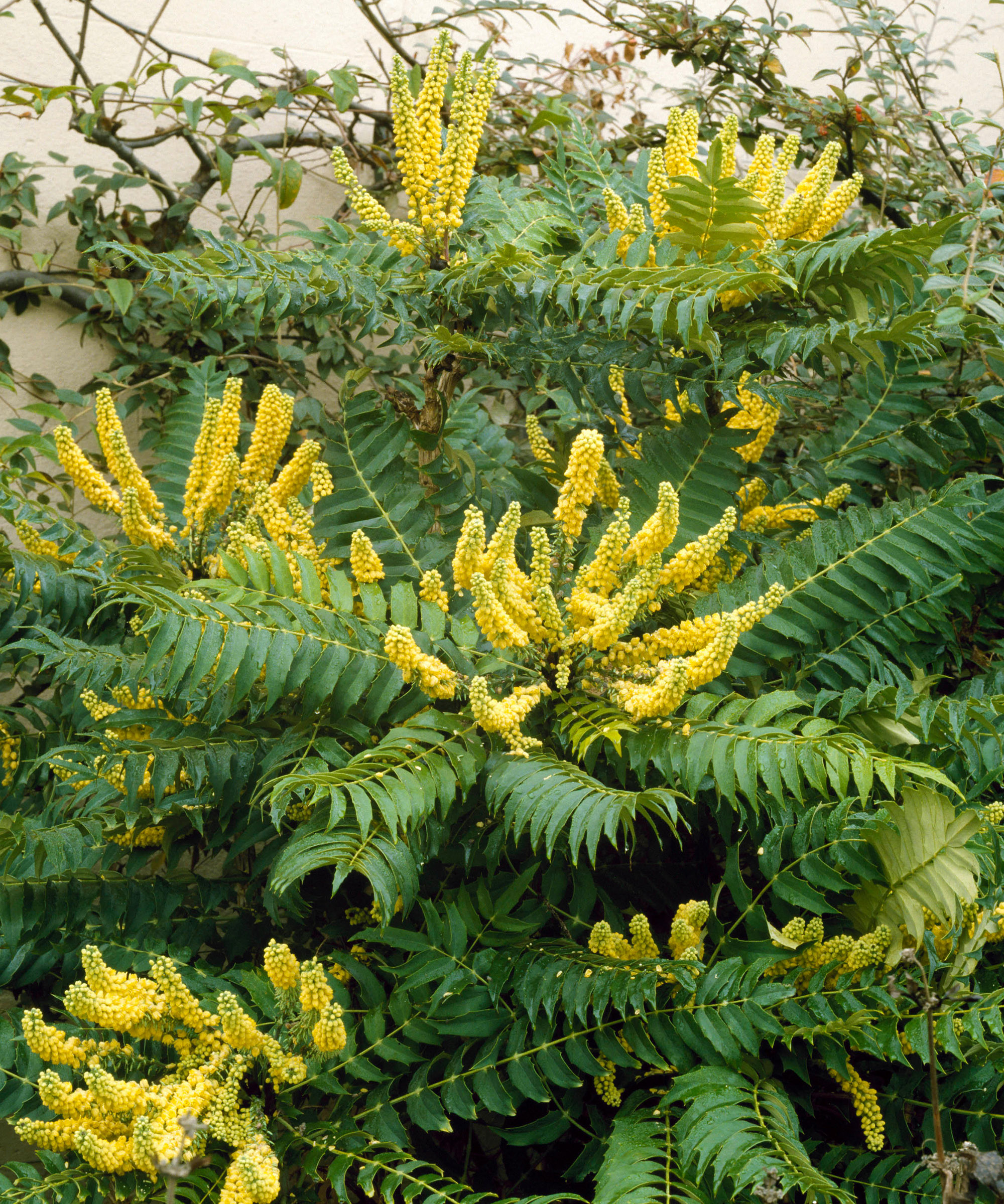 Mahonia x media - `Lionel Fortescue'