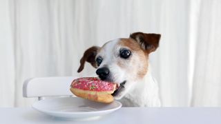 Terrier stealing doughnut