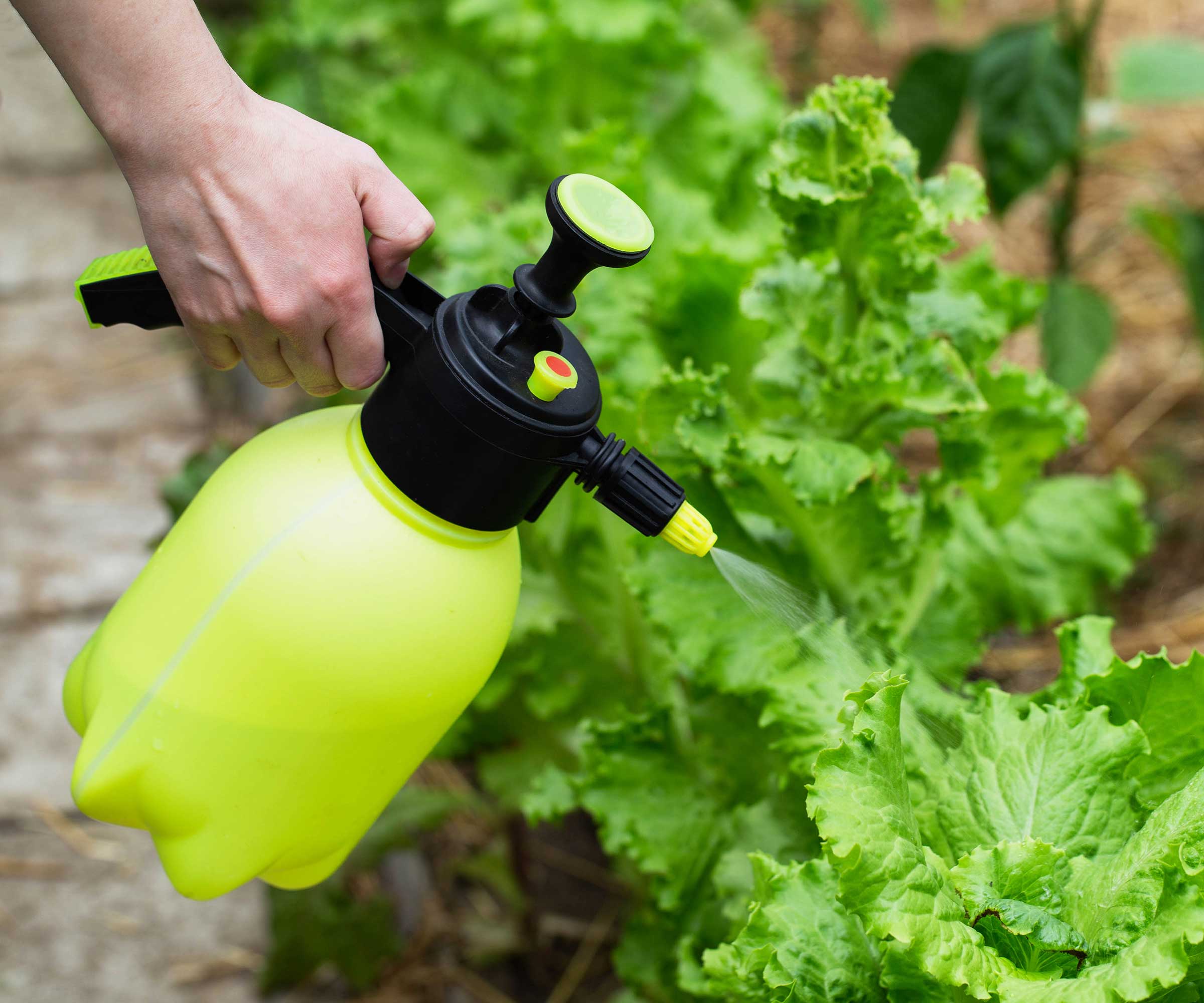 spraying lettuce plants