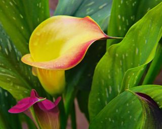 close-up of yellow and pink calla lily flowers