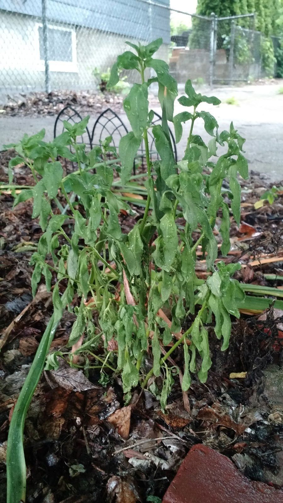 Поникший цветок. Зигокактус. Почему растение увядает. Декабрист цветок чахнет. Заболевания клематисов вилт.