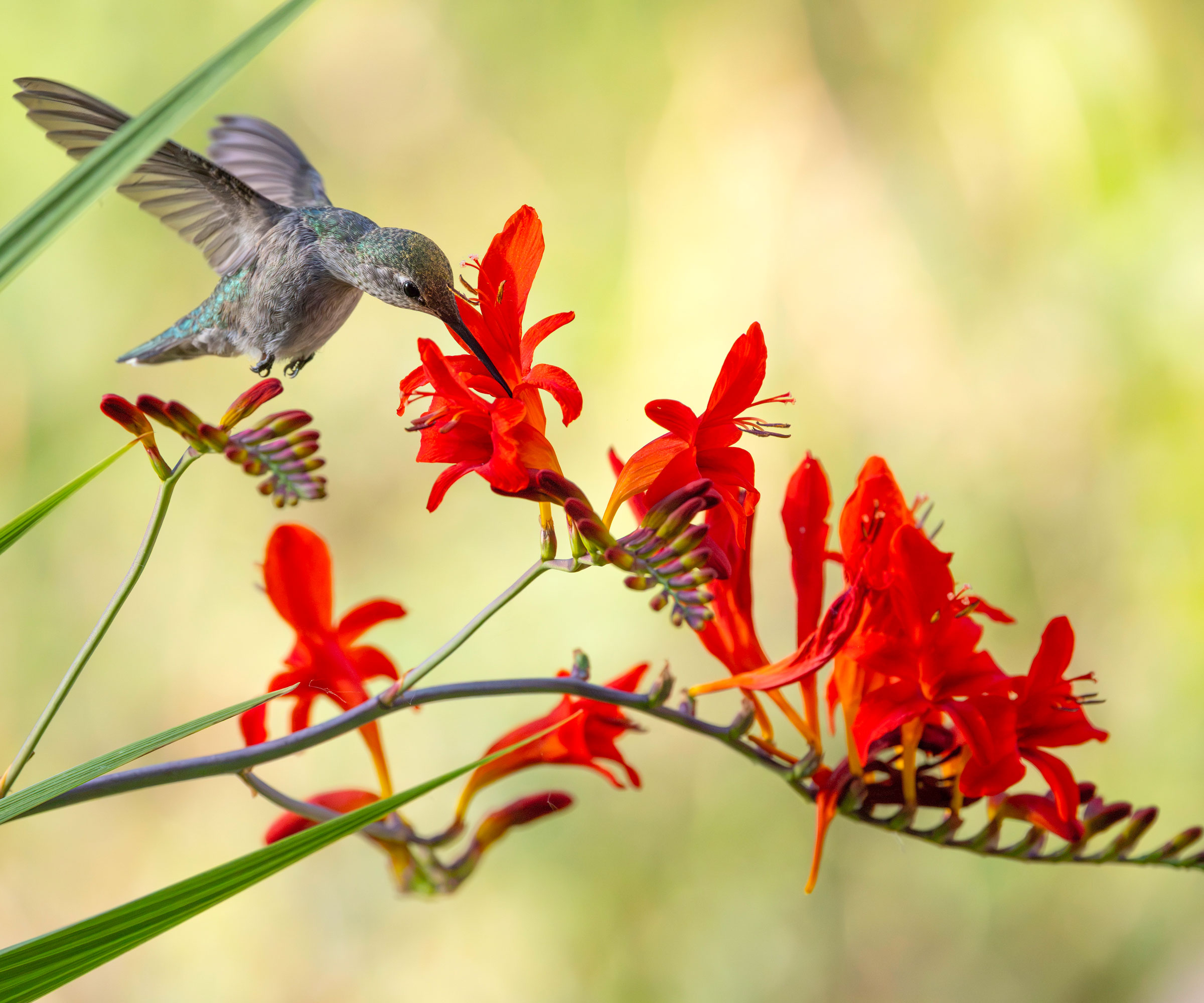 hummingbird feeding from red crocosmia