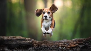 Beagle jumping a log