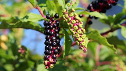 An invasive weed, American pokeweed, with dark berries in a sunny summer garden