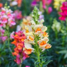 Closeup of snapdragon flower