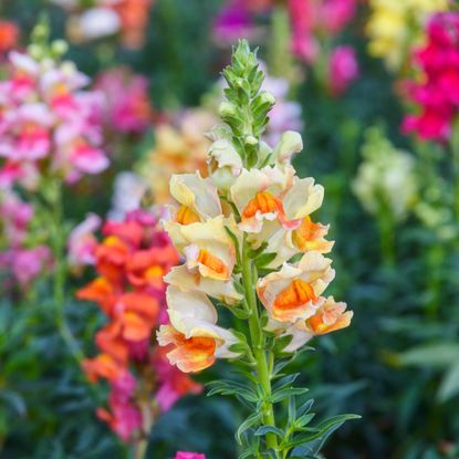 Closeup of snapdragon flower