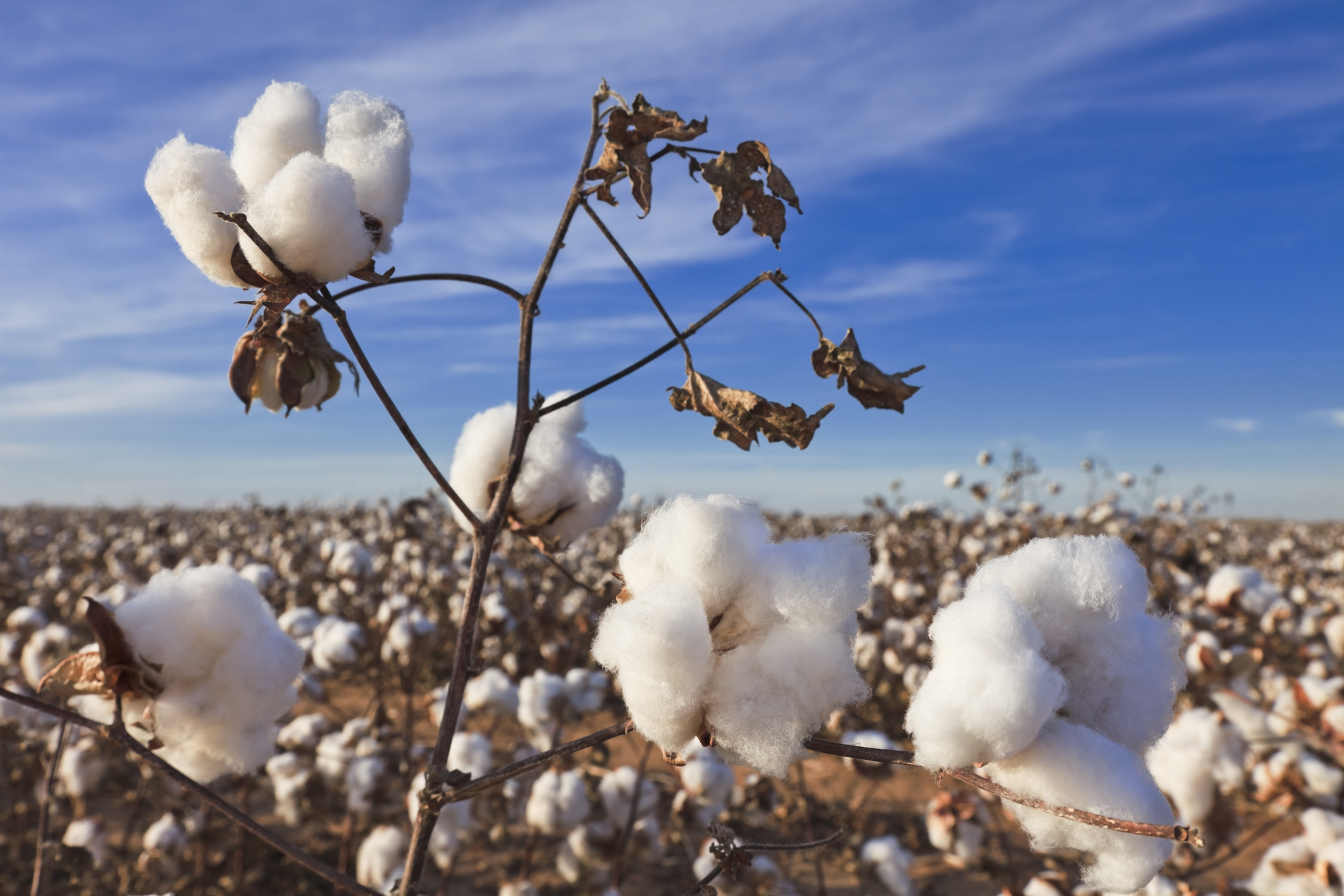 cotton plant ready to be harvested on a farm
