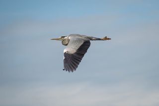 A heron in flight viewed from the side.