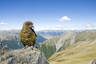 Kea, a parrot native to New Zealand, can understand the concept of probability.