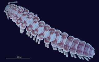 The millipede <i>Pseudopolydesmus canadensis<i> is one of many species that was recently found to glow under UV light.
