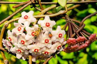 A close-up of a bee and a ladybird on a white hoya carnosa flower