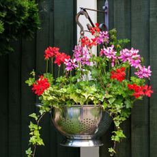 A hanging basket of beautiful pretty Ivy Geranium perennial plant (otherwise known as Pelargonium peltatum) blooming with vibrant red, pink and purple flowers