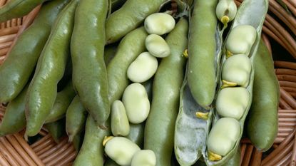 how to grow broad beans: harvesting broad bean The Sutton