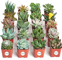 Succulent plants, Amazon