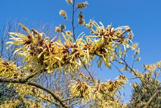 Hamamelis × intermedia 'Pallida'